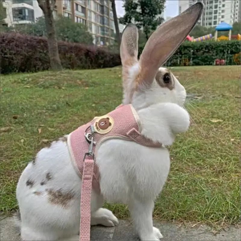Ensemble harnais et laisse pour lapin - ManiacPets
