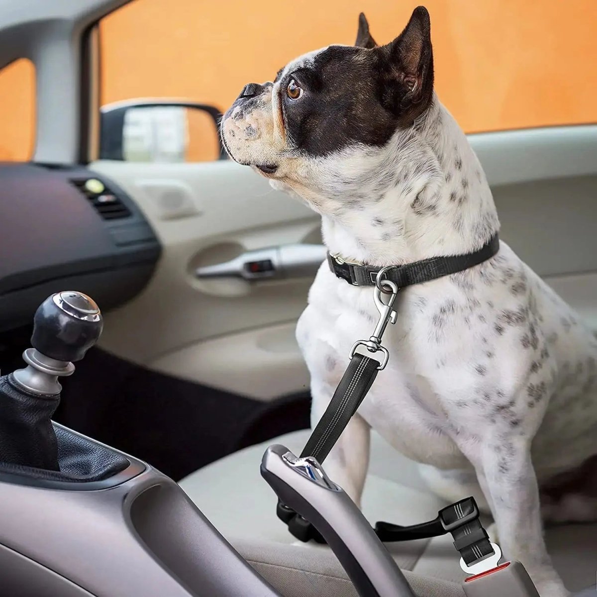 Laisse de Voiture pour Chien - Attache de Voyage Réglable - ManiacPets