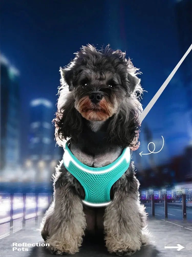 Harnais réfléchissant MADDEN–Ensemble harnais + laisse réglable pour chien ou chat - ManiacPets