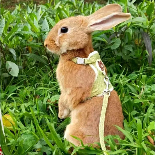 Ensemble harnais et laisse pour lapin - ManiacPets